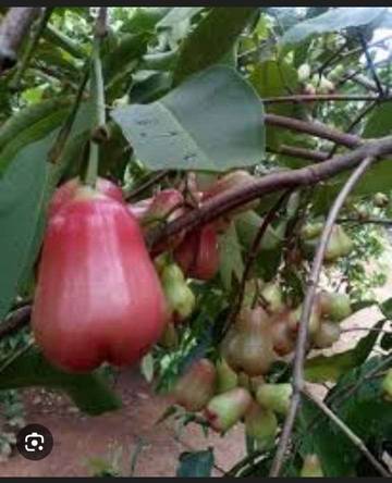 Tips Agar Jambu Air Berbuah Lebat