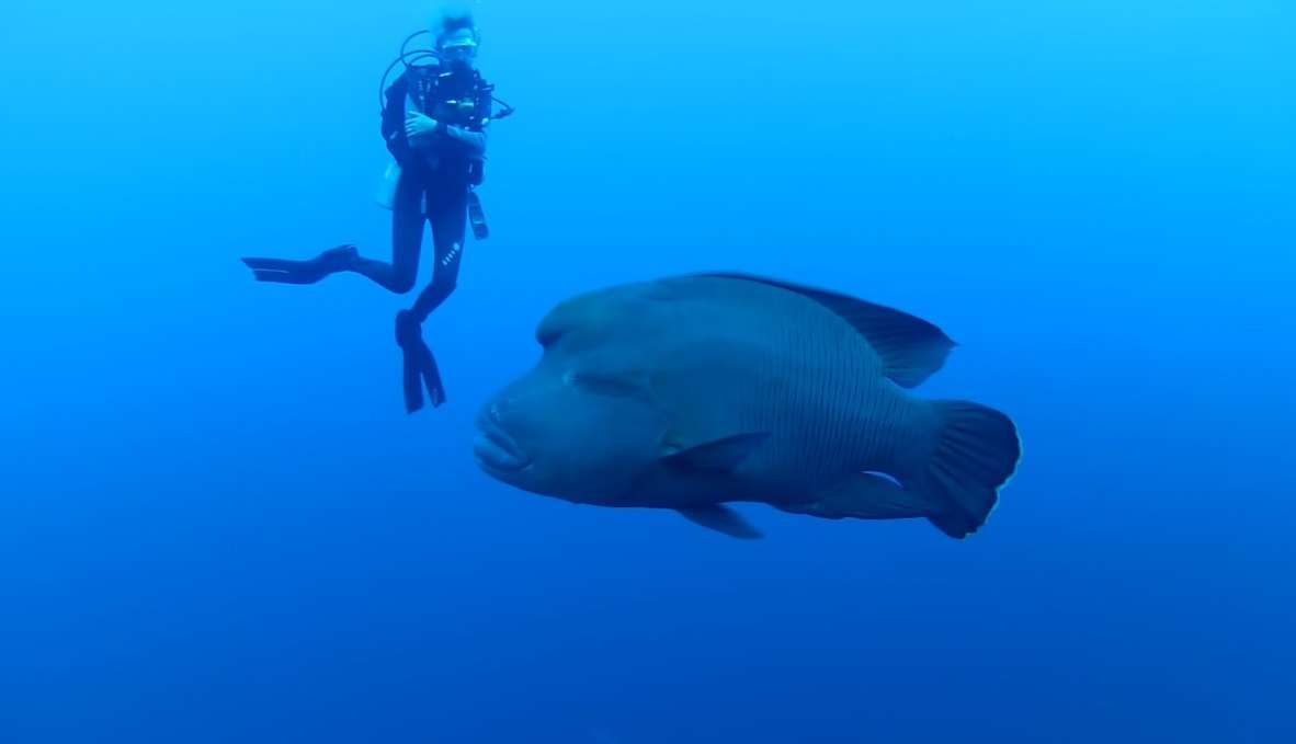 Napoleon Fish Species Ikan Karang Yang di Lindungi - RRI.co.id