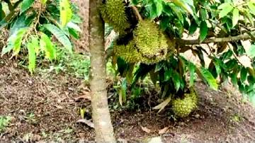 Ini Jenis Raja Buah Termahal di Dunia