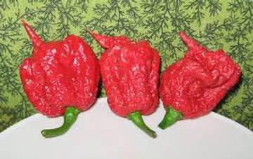 Mengenal Carolina Reaper Level Pedas Tertinggi