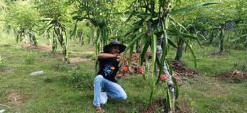 Cara Tepat Budidaya Buah Naga 