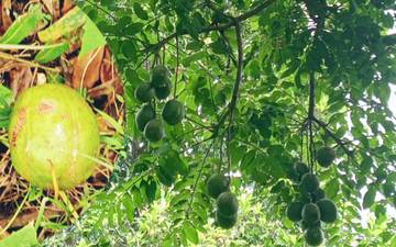 Pernah Jadi Primadona, Ternyata Kedondong Kaya Vitamin C