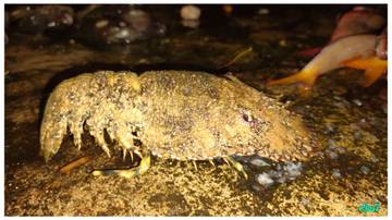 Kandungan Slipper Lobster: Tinggi Gizi dan Lezat