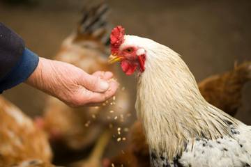Tips Beternak Ayam Kampung bagi Pemula