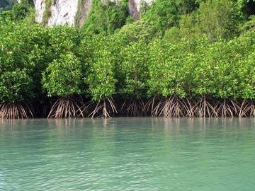 Hutan Mangrove, Benteng Pesisir dan Penyerap Karbon Alami
