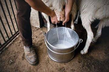 Susu Kambing, Sumber Gizi Lengkap untuk Semua Usia