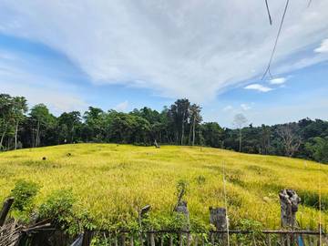 ​Panen Padi Gogo Anoi Itam Dorong Ketahanan Pangan