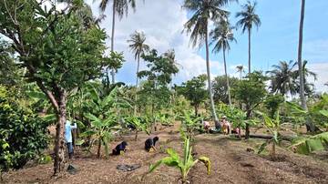 Petani di Sabang Kembangkan Padi Gogo Tumpangsisip