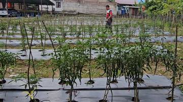 Subdenpom Sabang Manfaatkan Lahan Dukung Ketahanan Pangan Nasional