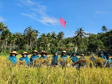 Panen Padi Gogo, PKK Sabang Perkuat Ketahanan Pangan