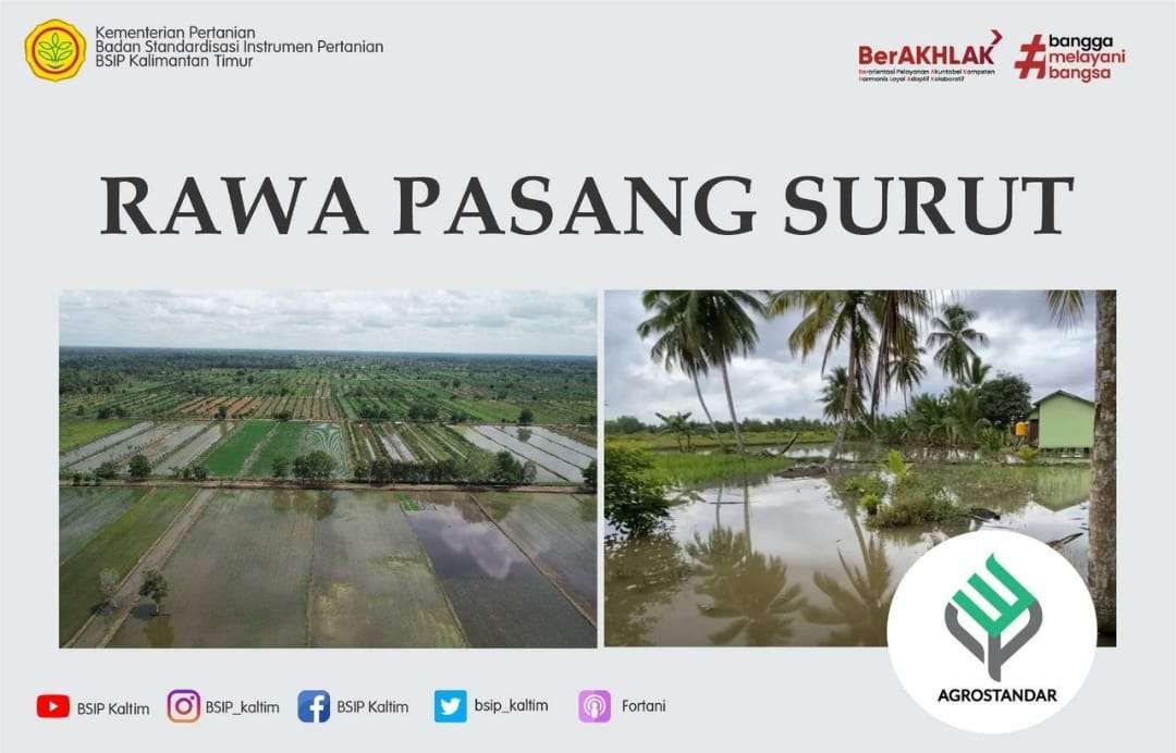Lahaf Rawsam Mengenal Lahan Rawa Pasang Surut Dalam Pertanian - RRI.co.id