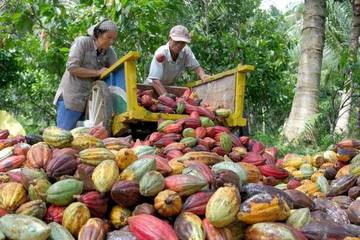 Harga Kakao Tembus 100 Ribu Rupiah Perkilo