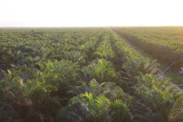 Petani Sawit Kaltim Diuntungkan, Harga TBS Naik Pekan Ini