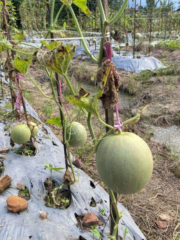 Budidaya Melon di Desa Embalut