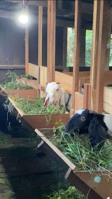 Usaha Ternak Kambing di Desa Embalut Tenggarong Seberang