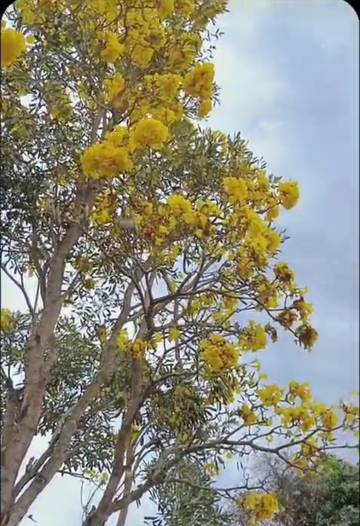 Indah nya Bunga Tabebuya Warna Kuning