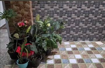 Tanaman Hias yang Cocok untuk Ruangan Minim Cahaya