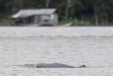 Wisata Desa Pela, Menyusuri Sungai Mahakam Melihat Pesut