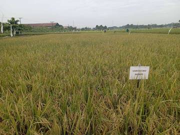 BRMP Kaltim Kembangkan Varietas Biomonas Dukung Swasembada Pangan