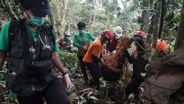 Orangutan Makan Sampah di Bengalon Dievakuasi dan Ditranslokasi