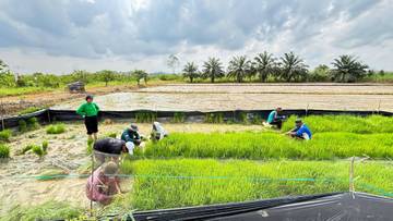 Dukung Swasembada Pangan BRMP Kaltim Tanam Perdana Padi