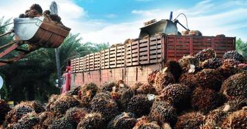 Harga CPO Global Pengaruhi Kenaikan TBS Sawit
