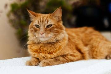 Cat Lover Samarinda Suarakan Perlindungan Kucing