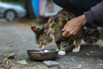 Street Feeding Hingga Cat Sitter oleh Penggiat Kucing