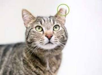Ear Tip, Cara Aman Tandai Kucing Steril