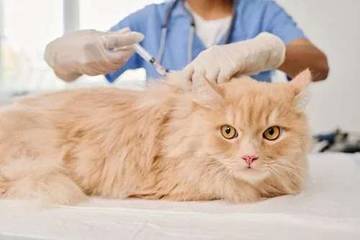 Kenali Berbagai Vaksinasi Kucing Sejak Usia Dini