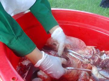 Daging Kambing Bukan Penyebab Darah Tinggi