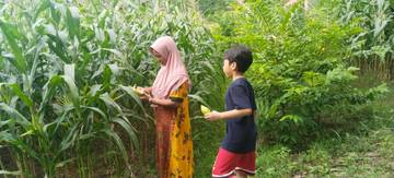 Beli Jagung Petik Sendiri dari Batangnya di Sampang