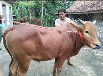 Harga Hewan Kurban Naik, Peternak Berharap Permintaan Meningkat
