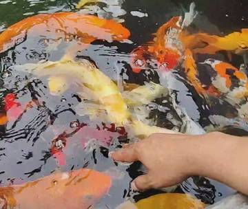 Budidaya Ikan Koi, Peluang Usaha yang Menjanjikan