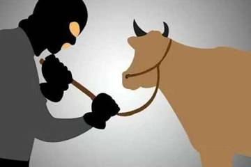 Polisi Buru Dua Pencuri Sapi di Sampang