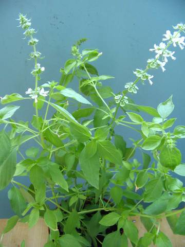 Daun Kemangi, Herbal Alami untuk Sehat dan Cantik