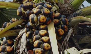 Buah Lontar: Siwalan Segar Penuh Manfaat Kesehatan