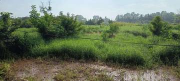 Menilik Usaha Rumput Pakan Ternak di Sumenep