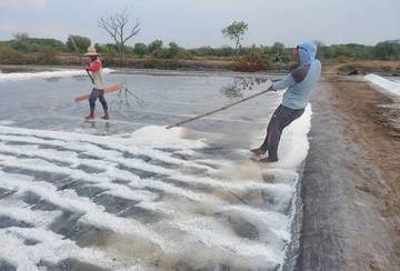 Produksi Garam Turun Drastis Akibat Cuaca