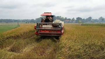 Jelang Panen Raya Petani Bangkalan Antisipasi Serangan Hama