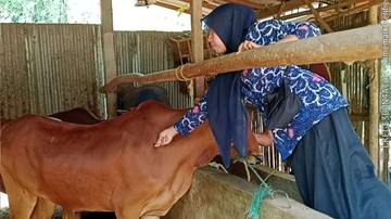 Kasus PMK di Jatim Meningkat, Vaksinasi Kembali Digencarkan