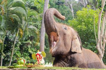 Indonesia Resmi Larang Atraksi Tunggang Gajah Secara Nasional
