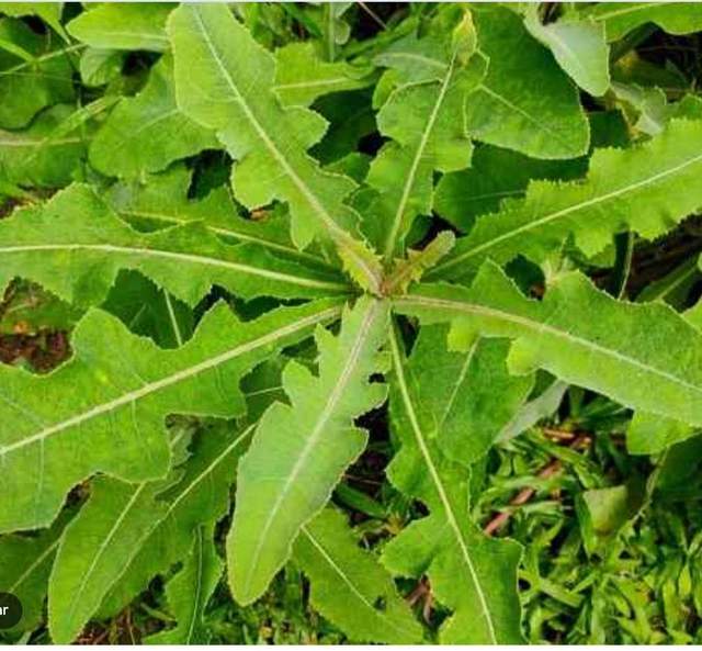 Yan : Manfaat Daun Tempuyung  Bagi Penyakit Ginjal 