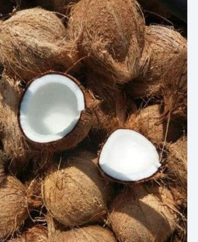 Setiawan : Santan Kelapa Tua atasi Migran Menahun