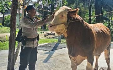 Sapi Milik Bhabinkamtibmas Terpilih Jadi Hewan Kurban