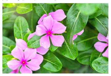 Khasiat Tanaman Tapak  Darah Obati Kanker 