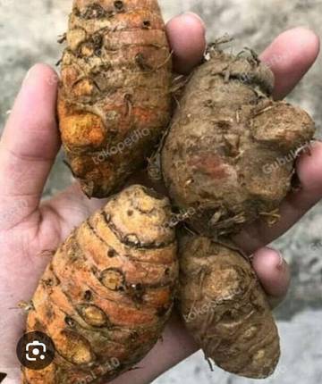 Saptenno : Herbal Atasi Benjolan dan Kanker 