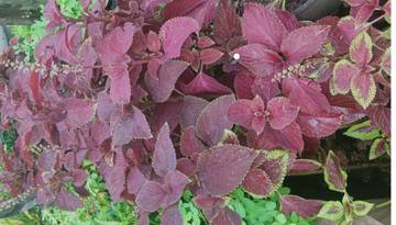 Oma Min : 	Daun Miana/Biyana   adalah obat mujarab