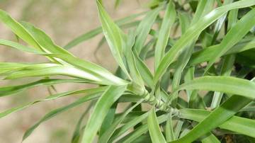 Daun Suji Pewarna Alami untuk Kue menjadi Enak