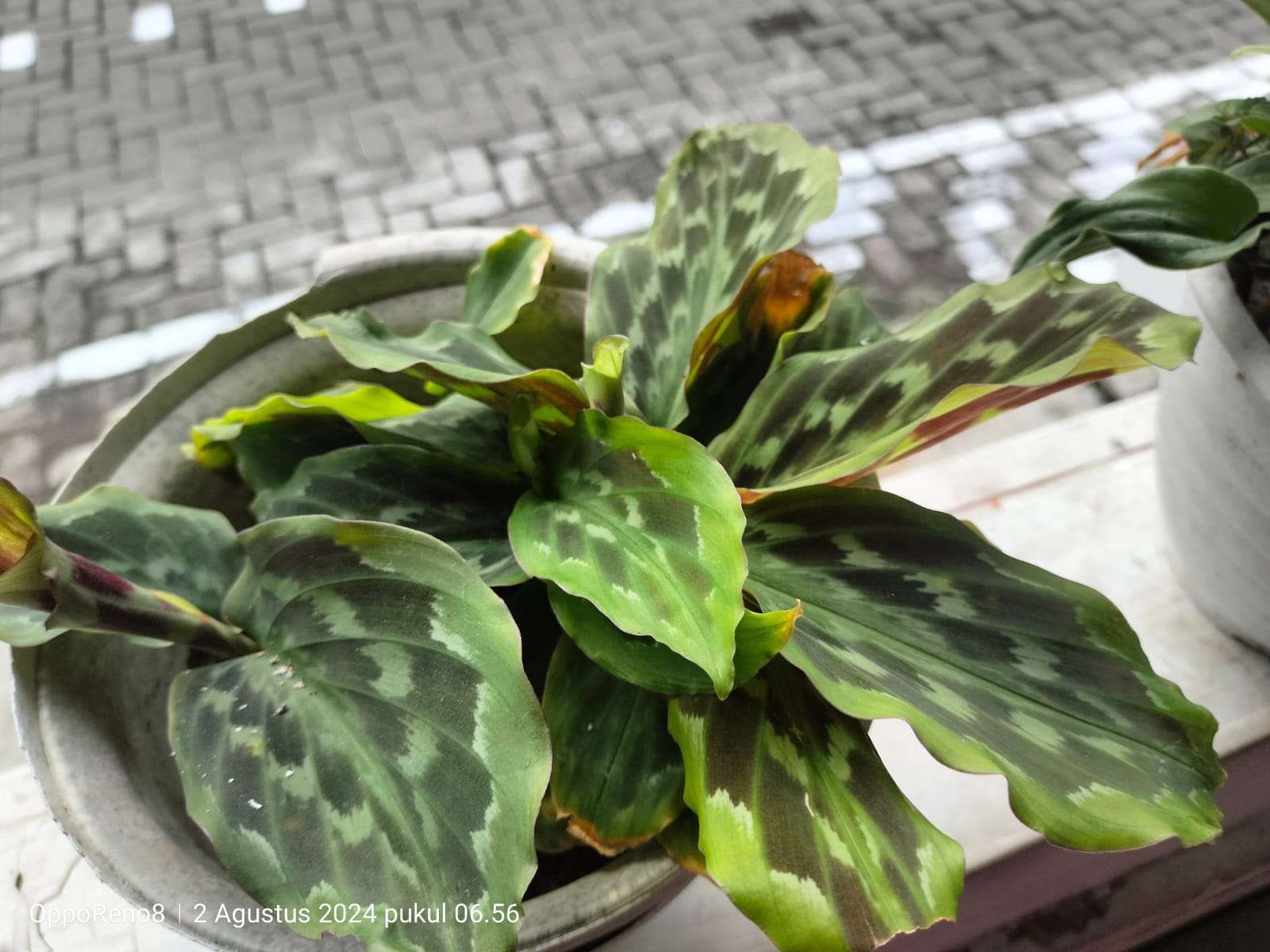 dracaena anita variegata Dracaena Reflexa Anita Variegata | Care Guide and Pro Tips - Delivery from  Toronto across Canada